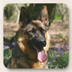 Porta-copo German shepherd