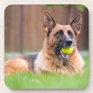Porta-copo German shepherd Com Bola De Tênis