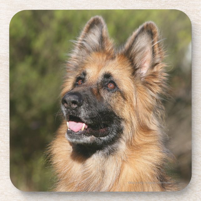 Porta-copo German shepherd de cabelos compridos 1 (Frente)