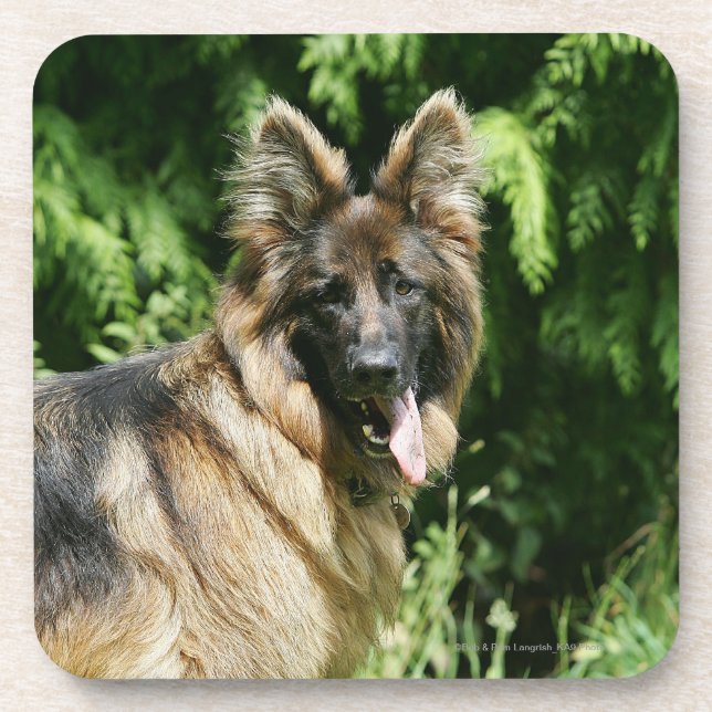 Porta-copo German shepherd de cabelos compridos 1 de Brown (Frente)