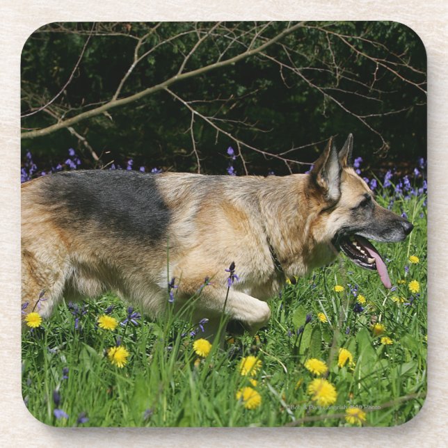 Porta-copo German shepherd em flores amarelas (Frente)