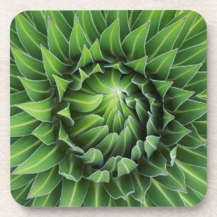 Porta-copo Giant Lobelia  Monte Kenya National Park