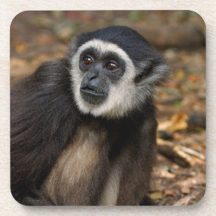 Porta-copo Gibão de mãos brancas (Hylobates Lar), Monkeyland