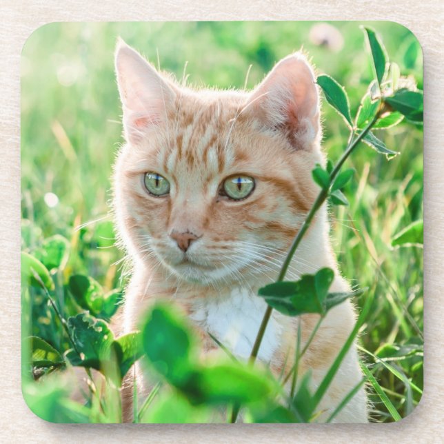 Porta-copo Ginger Cat com olhos verdes na grama (Frente)