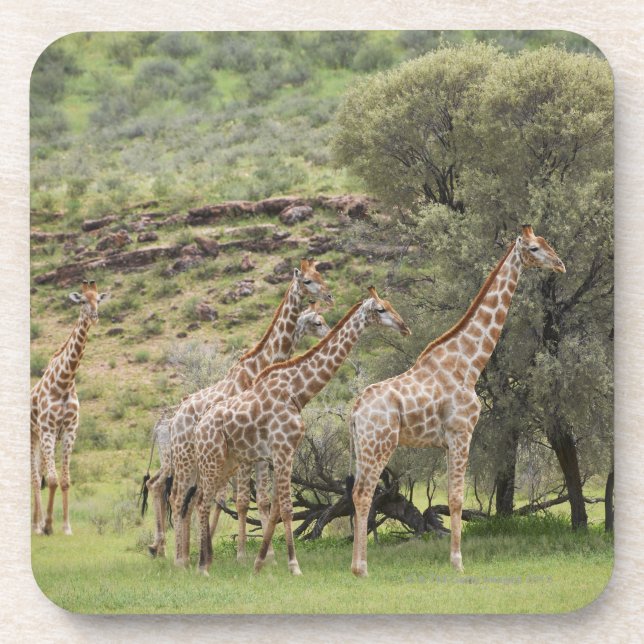 Porta-copo Girafa, camelopardalis do Giraffa, Kgalagadi 3 (Frente)