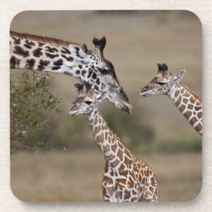 Porta-copo Girafa Masai (Giraffa tippelskirchi)