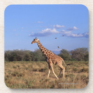 Porta-copo Girafa Reticulated