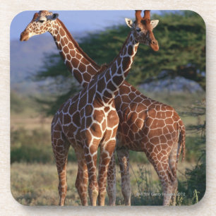 Porta-copo Girafa Reticulated 2