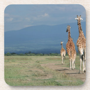 Porta-copo Girafa Reticulated (camelopardalis do Giraffa) 2