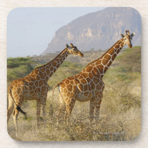 Porta-copo Girafa somaliano, girafa Reticulated, Giraffa