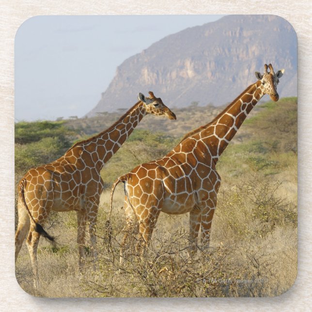 Porta-copo Girafa somaliano, girafa Reticulated, Giraffa (Frente)