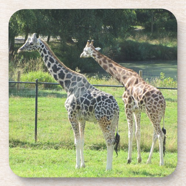 Porta-copo Girafas (Frente)