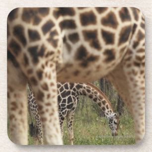 Porta-copo Girafas 2