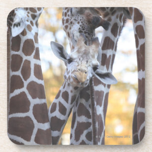 Porta-copo Girafas no jardim zoológico de Tama, jardim