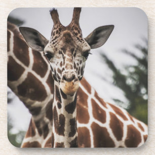 Porta-copo Giraffe cabeça Giraffe pelo animal impressão afric