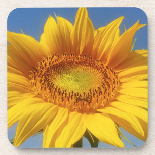 Porta-copo Girassol Amarelo