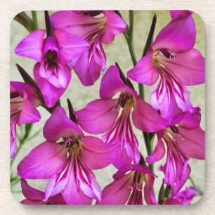 Porta-copo Gladiolus bizantino