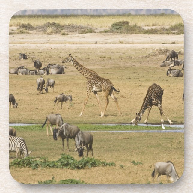 Porta-copo Gnus, Zebras e Girafas (Frente)