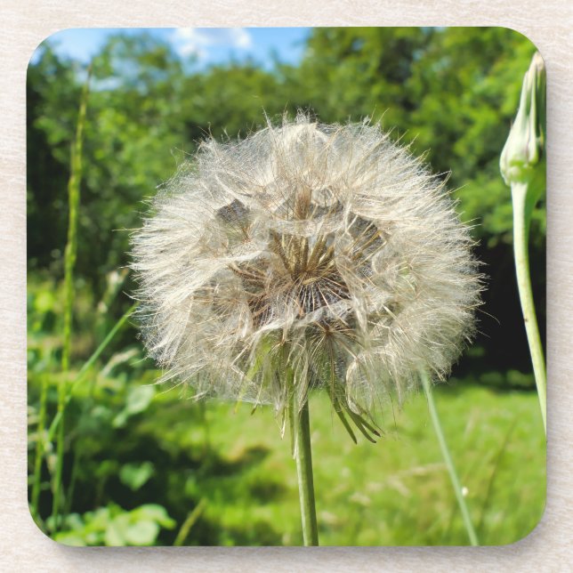 Porta-copo Goatsbeard Wildflower (Frente)