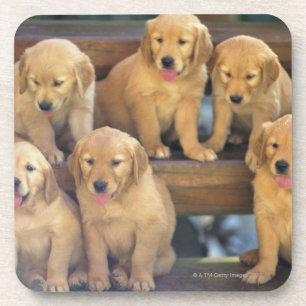 Porta-copo Golden retriever; é um relativamente moderno e