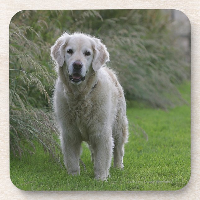 Porta-copo Golden retriever que funciona 2 (Frente)