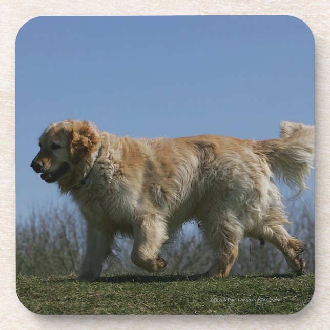 Porta-copo Golden retriever que funciona 3 (Frente)