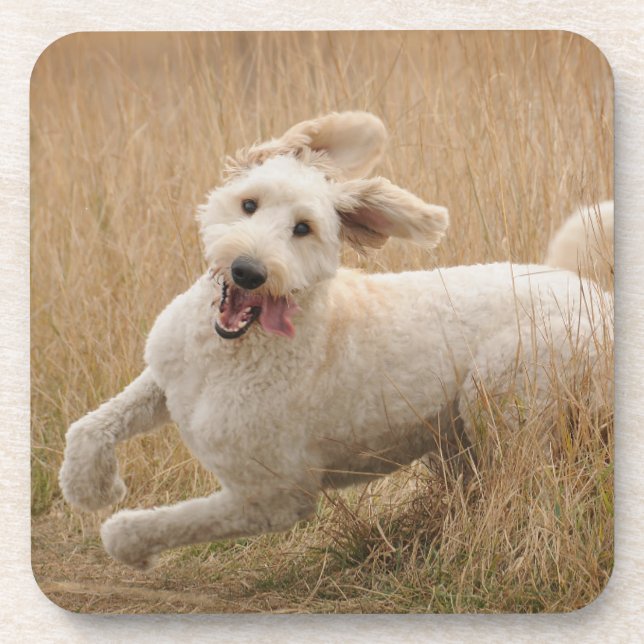 Porta-copo Goldendoodle Passa Pela Grama (Frente)