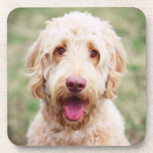 Porta-copo Goldendoodle sorrindo