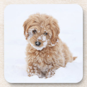 Porta-copo Goldendoododododododle Com Neve Em Face