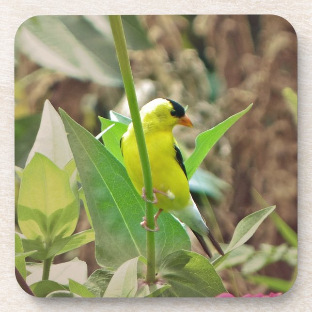 Porta-copo Goldfinch (Frente)