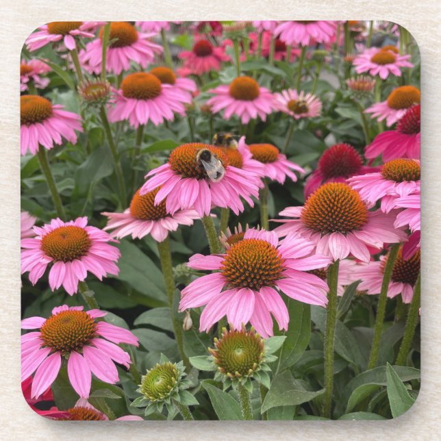 Porta-copo Gorgeous Pink Echinacea Flowers and Bee    (Frente)