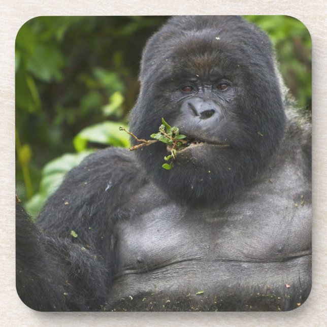 Porta-copo Gorila da Montanha e Silverback (Frente)