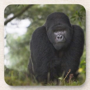 Porta-copo Gorila da Montanha e Silverback