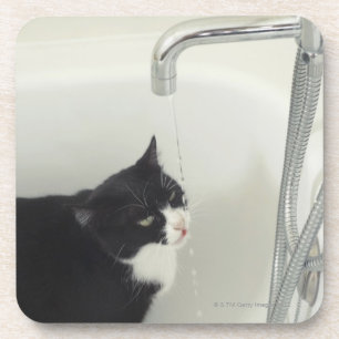 Porta-copo Gotejamento da água potável do gato de uma