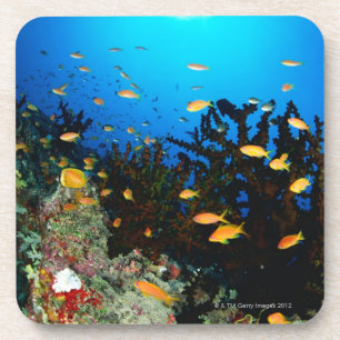 Porta-copo Grande grupo de natação dos peixes de Goldie do