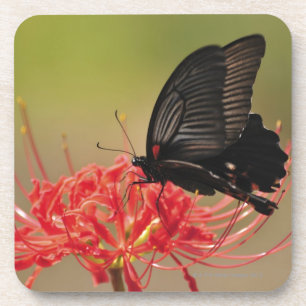 Porta-copo Grande Mormon (memnon de Papilio) na flor, Chiba