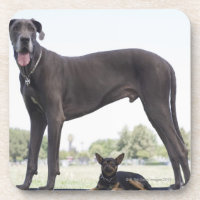 Great dane e cão pequeno da misturado-raça