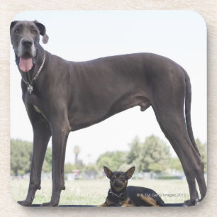 Porta-copo Great dane e cão pequeno da misturado-raça