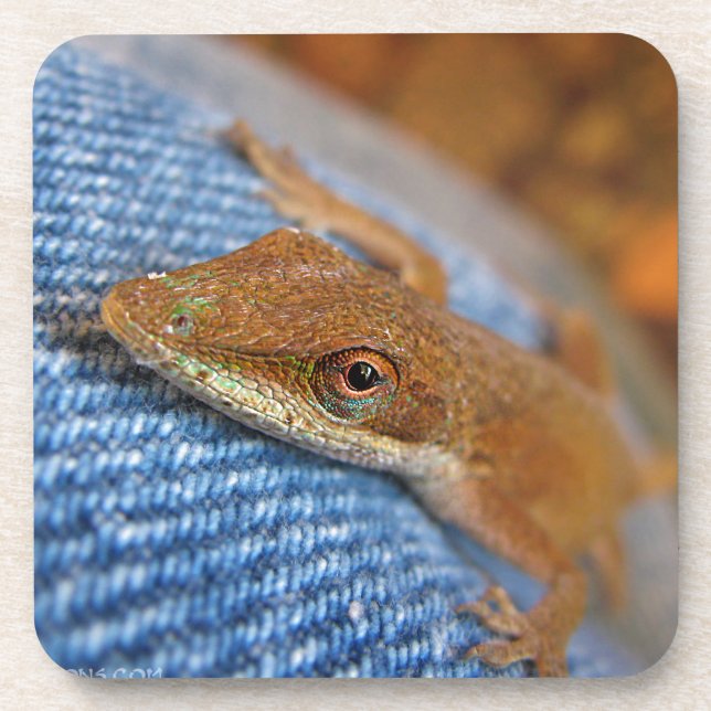 Porta-copo Green Anole Lizard (Frente)