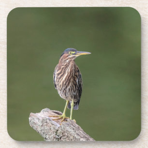 Porta-copo Green Heron em um diário