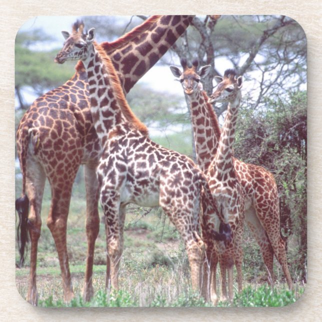 Porta-copo Grupo de girafas ou manada com filhotes, Giraffa (Frente)