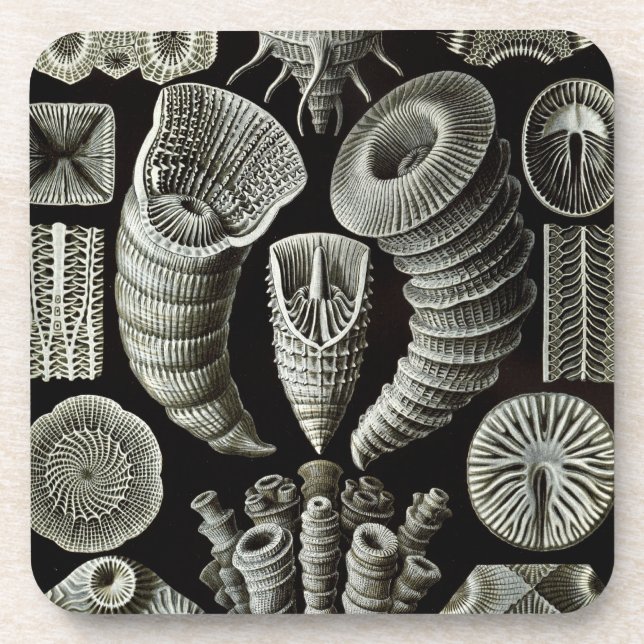 Porta-copo Haeckel (Frente)