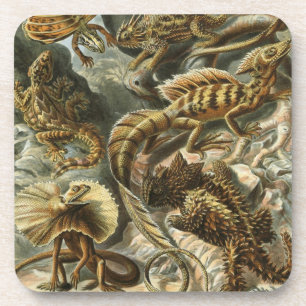 Porta-copo Haeckel
