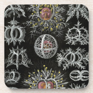Porta-copo Haeckel