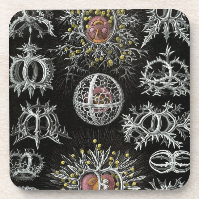 Porta-copo Haeckel (Frente)
