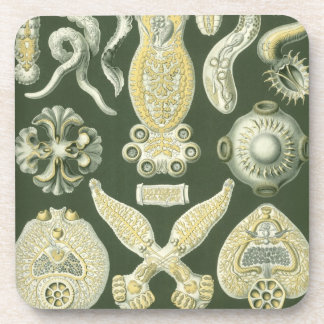 Porta-copo Haeckel Antigo