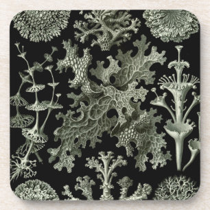 Porta-copo Haeckel Black
