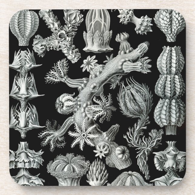 Porta-copo Haeckel Black (Frente)
