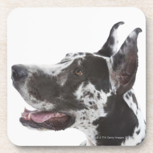 Porta-copo Harlequin great dane