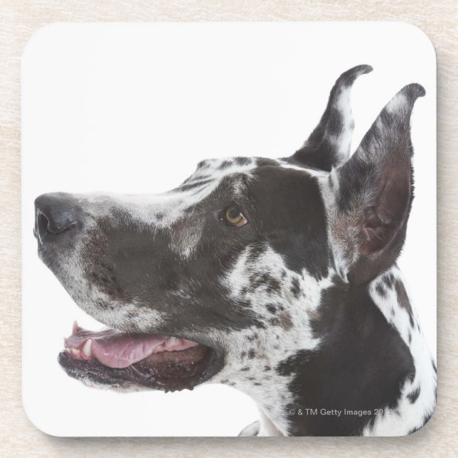 Porta-copo Harlequin great dane (Frente)